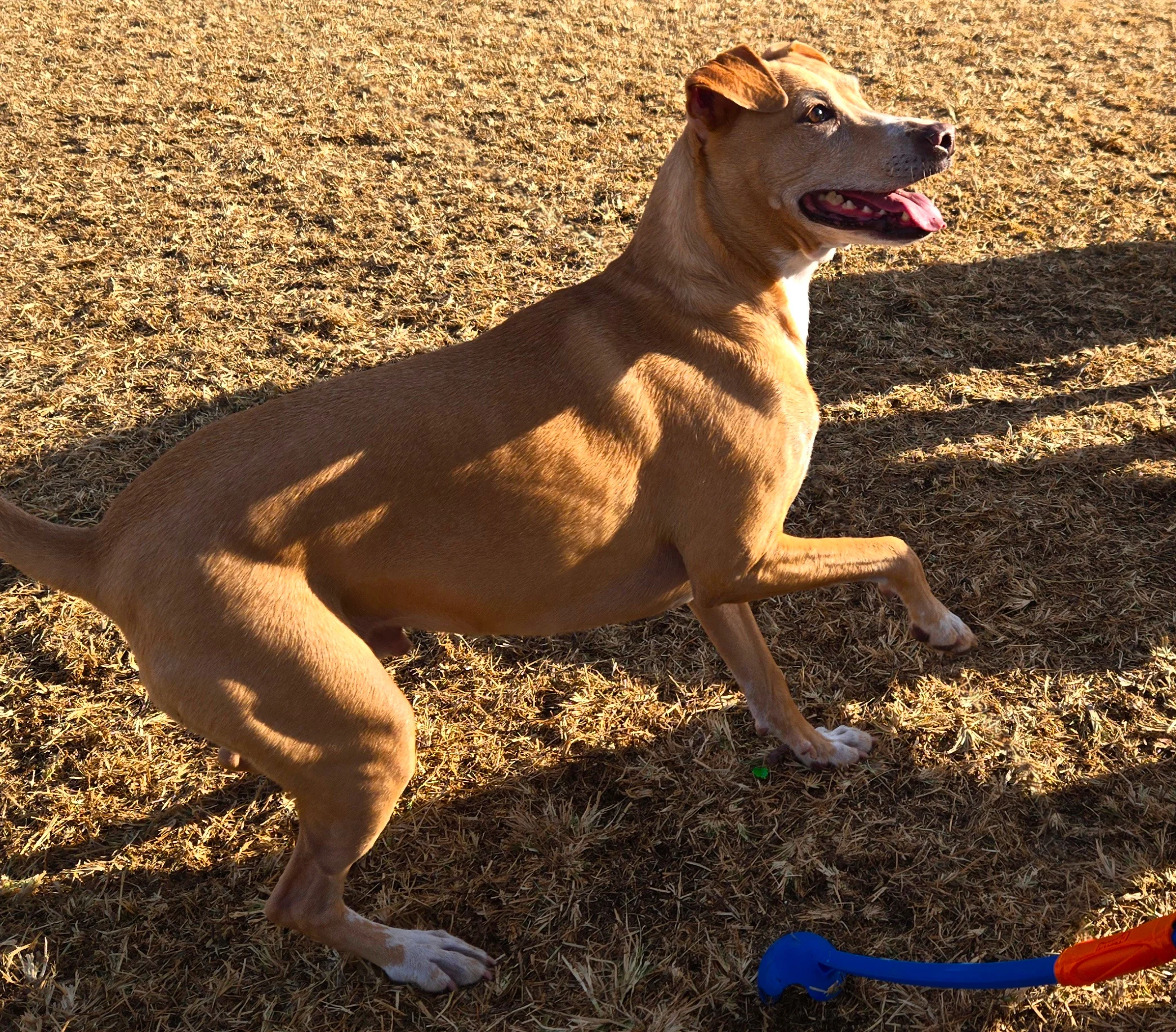 Opie@park.webp