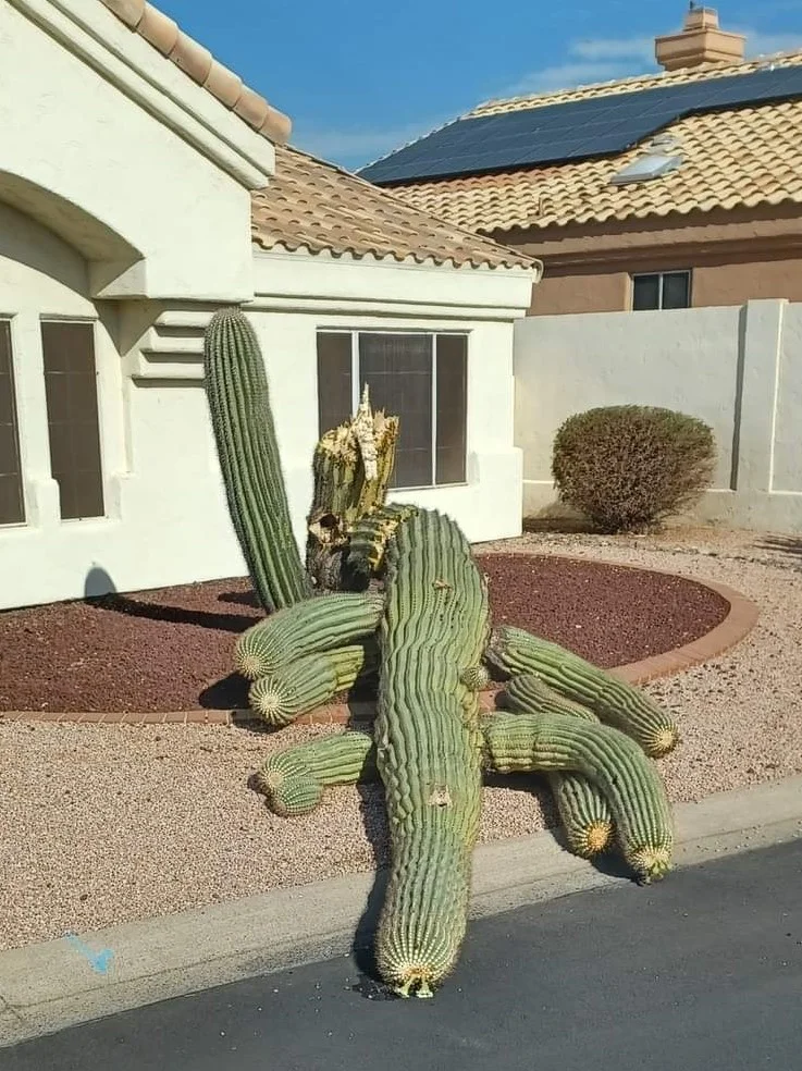 Suargo cactus dying in heat.webp