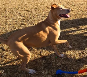 Opie@park.webp