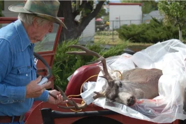 a gils last deer.webp