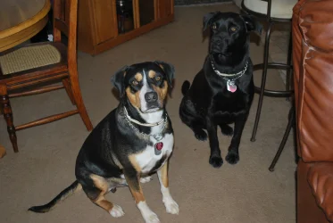 Buddy & Dexter 7-21.webp